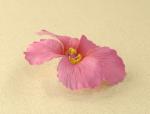 Заколка-цветок "Гибискус розовый". 